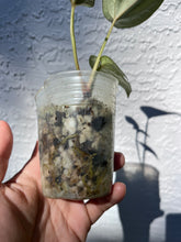Load image into Gallery viewer, Anthurium Lynette division
