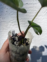 Load image into Gallery viewer, Anthurium Lynette division
