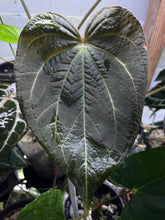 Load image into Gallery viewer, Anthurium Black Widow x Michelle division

