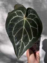 Load image into Gallery viewer, Anthurium Black Widow x Michelle division
