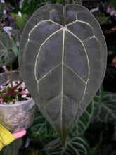 Load image into Gallery viewer, Anthurium Lynette division
