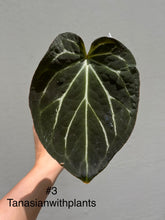 Load image into Gallery viewer, Anthurium Black Widow x Michelle division
