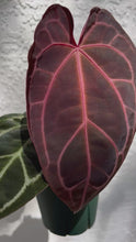 Load and play video in Gallery viewer, Anthurium Tim Anderson Memoriam (Zara x Michelle x Red Crystallinum) Red Emergent
