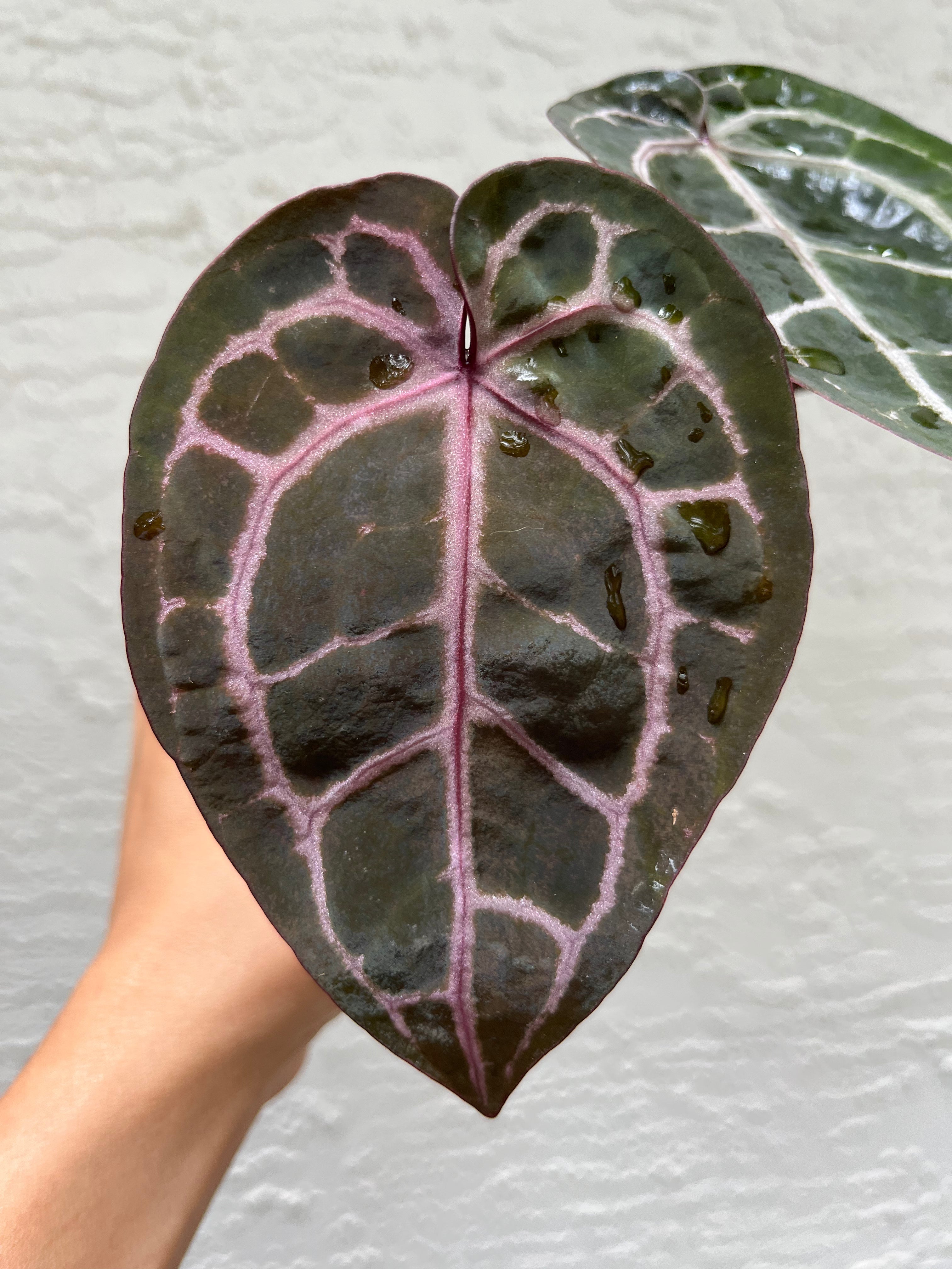 Anthurium Zara F4 – TanAsianWithPlants